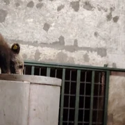 unul din cei trei pui de urs in sanctuar foto fb png