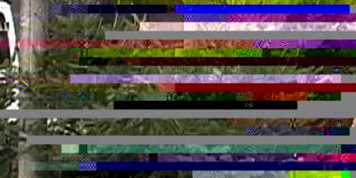 Toţi brazii fără acte de provenienţă au fost confiscaţi 