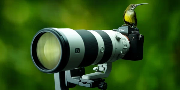 Teleobiectiv Sony FOTO Shutterstock jpg