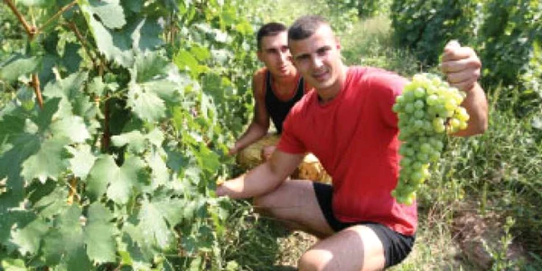 Feteasca de puşcărie, la preţ de apă plată