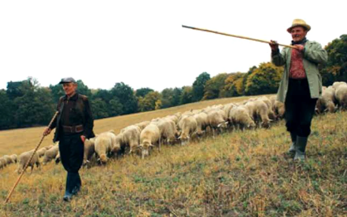 Oaia de Cluj, pe cale de dispariţie