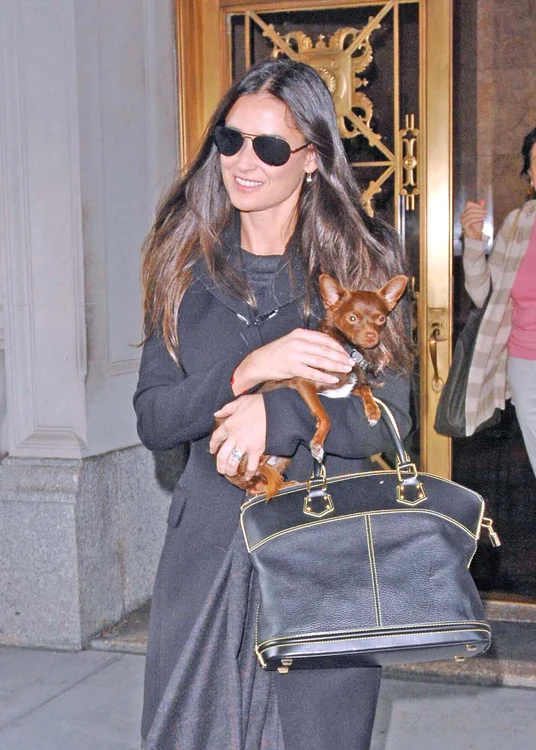 Demi Moore este nedespărţită de cățelușa ei din rasa chihuahua, Vida Bluefoto: Guliver/SplashNews