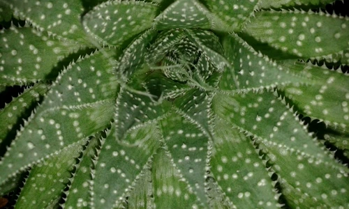 1 69425 original jpg jpeg