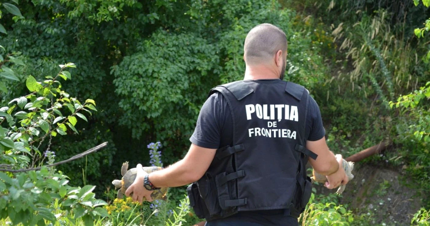 Cele două broaşte ţestoase, recuperate de la traficant au fost aduse în arealul în care trăiesc FOTO STPF Mehedinţi