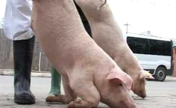 Porcinele vor reapărea în piețele și oboarele din județ