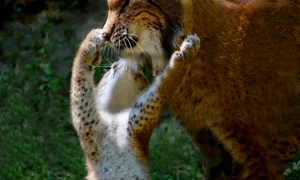 animals 3013308 1280 jpg