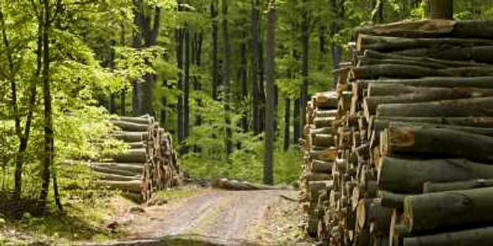Autorităţile au descoperit mari cantităţi de lemn fără documente legale