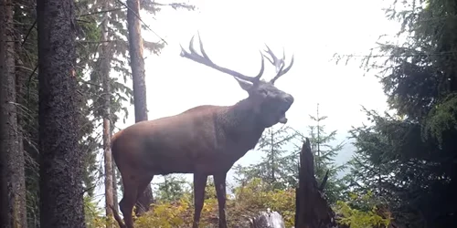 cerb boncanind Foto Parcul national Piatra Craiului jpg
