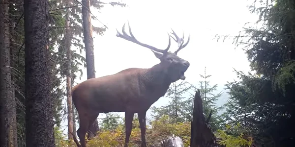 cerb boncanind Foto Parcul national Piatra Craiului jpg