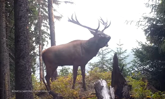 cerb boncanind Foto Parcul national Piatra Craiului jpg