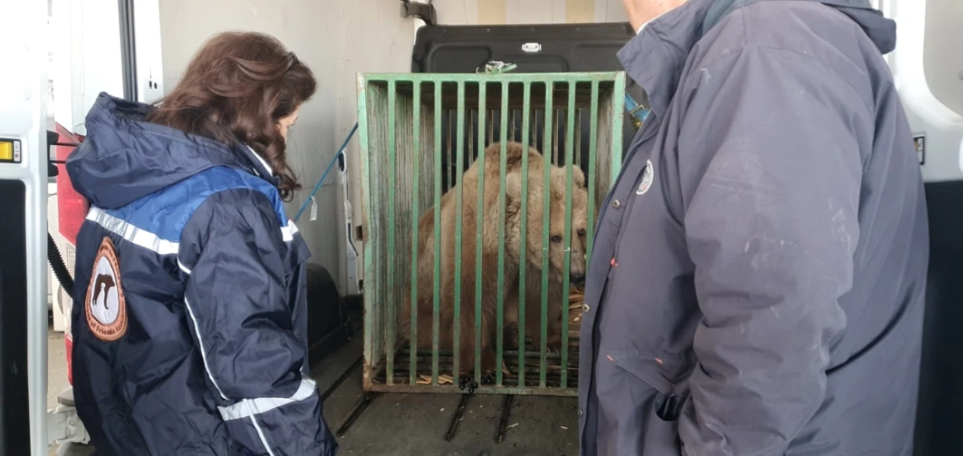 Ursoaica Masha a fost adusă din Ucraina chiar în timpul războiului FOTO Asociaţia Milioane de Prieteni