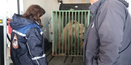 Ursoaica Masha a fost adusă din Ucraina chiar în timpul războiului FOTO Asociaţia Milioane de Prieteni