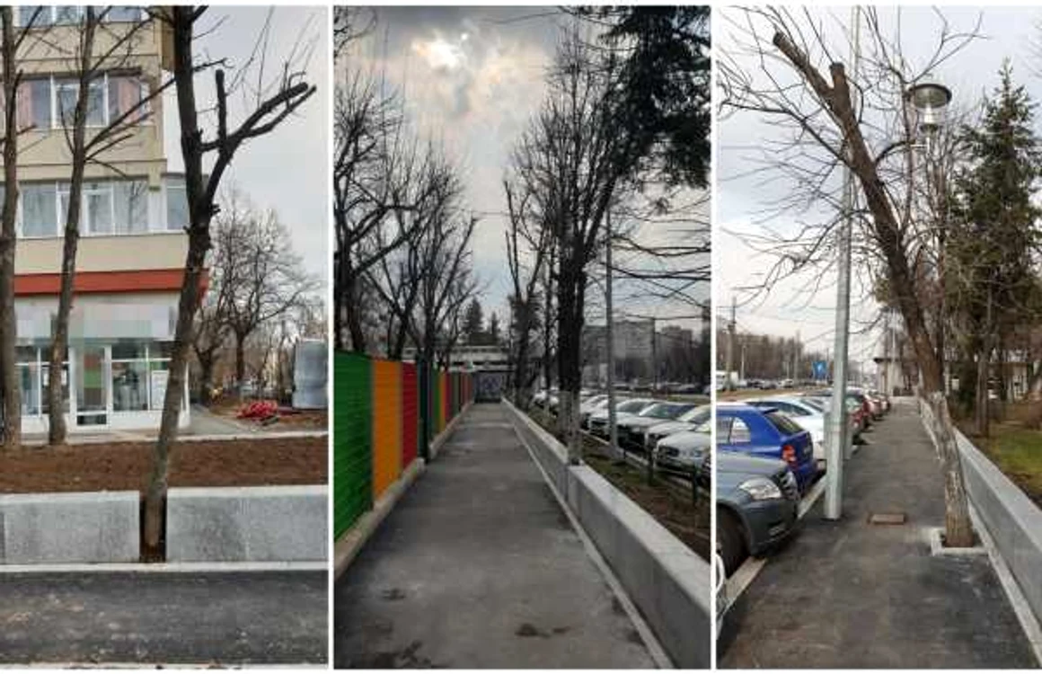 Arbori sugrumati de borduri in sectorul 4