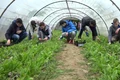 elevi liceu agricol practica sere png