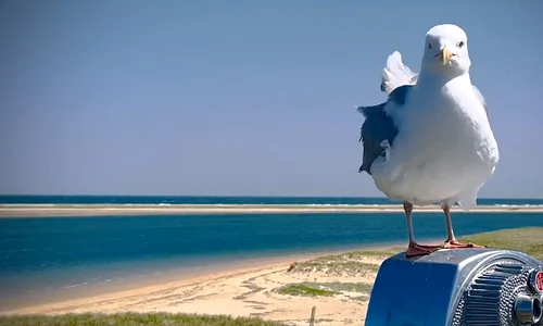 Pescarus Twitter jpg