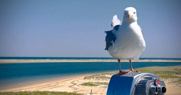 Pescărușii au ajuns să fure droguri FOTO Twitter