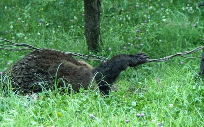 După tranchilizare, ursul a fost băgat într o cuşcă specială urmând a fi relocat în zons masivului Leaota