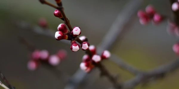 primavara pomi meteo foto pixabay