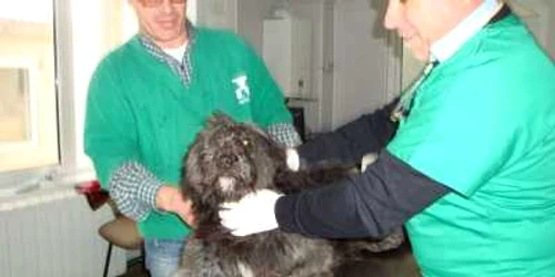 A început sterilizarea maidanezilor la Târgovişte