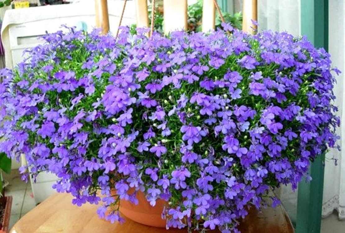Cele mai frumoase flori de balcon