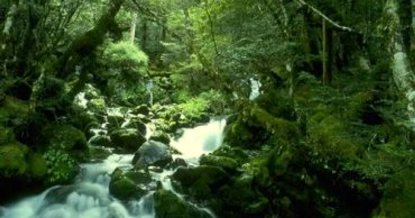 Ecologia ar putea fi introdusă ca materie în şcoli