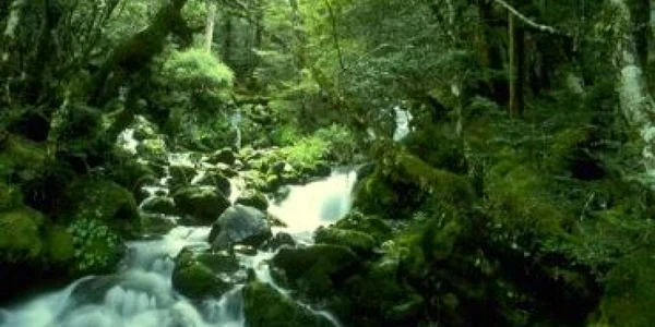 Ecologia ar putea fi introdusă ca materie în şcoli