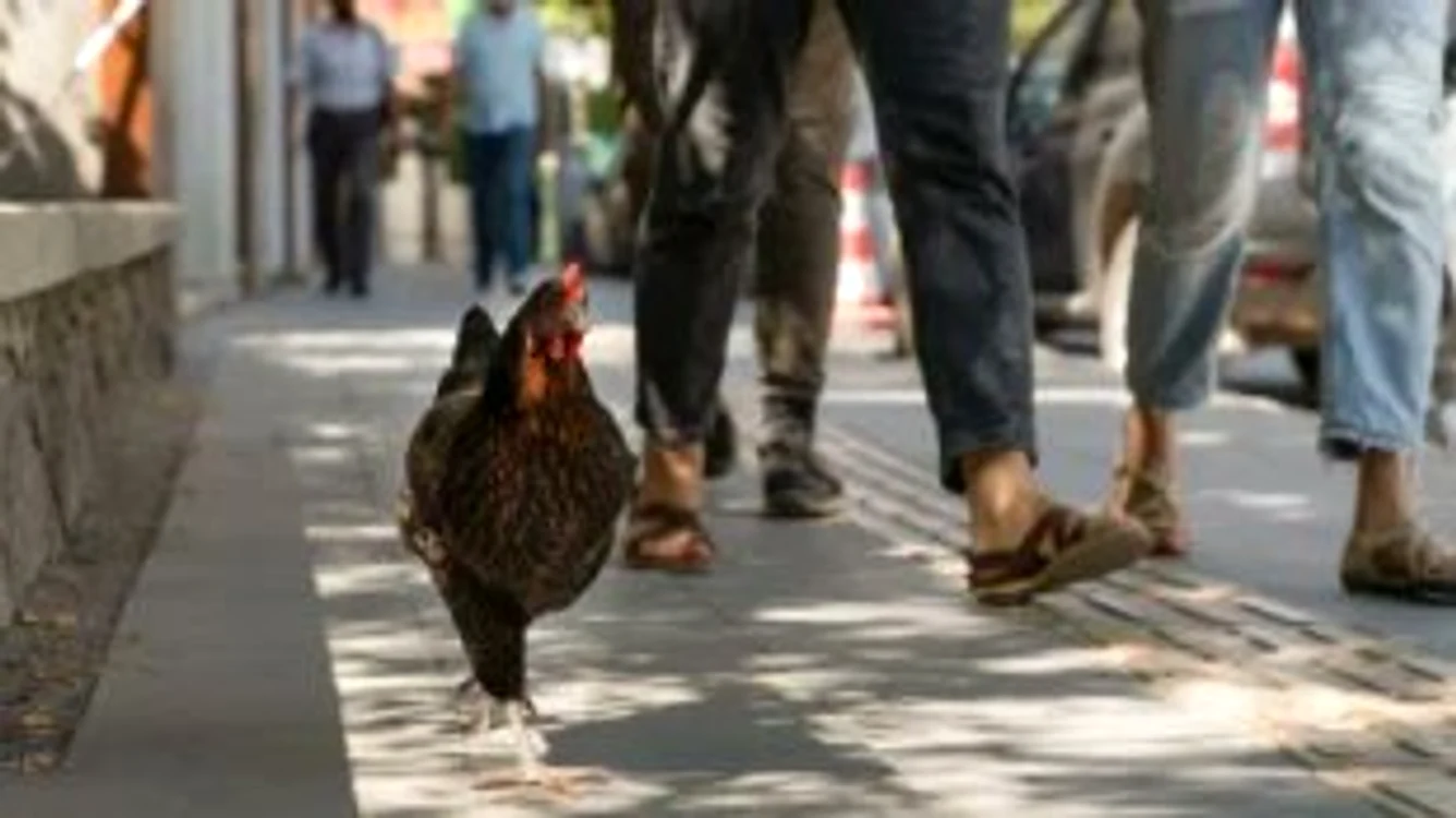 Găinile circulă pe străzi FOTO: X