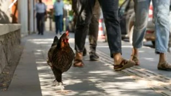 Găinile circulă pe străzi FOTO: X