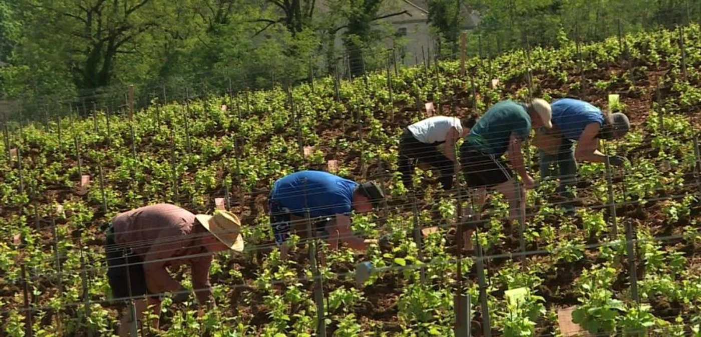 Românii aleg de multe ori joburi sezoniere în agricultură în ţări ca Italia, Spania, Marea Britanie şi Franţa