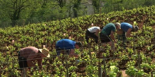 cluj francezi agricultura. foto france television