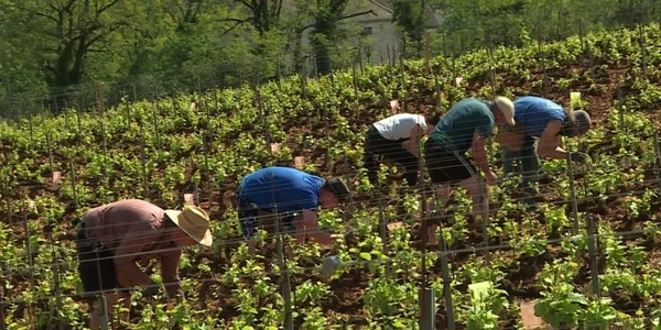 cluj francezi agricultura. foto france television