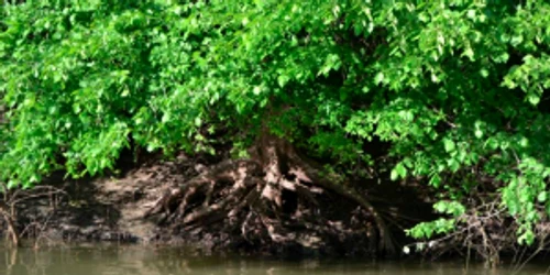 Peisaj cu Dunărea la Hârşova Sursa Facebook Primăria Hârşova