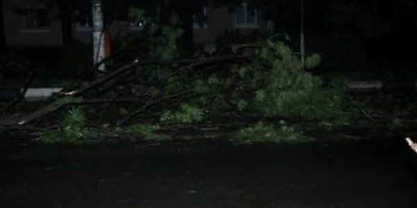 Furtuna a rupt copaci pe DN24 A. Circulaţie îngreunată