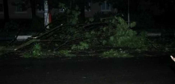Furtuna a rupt copaci pe DN24 A. Circulaţie îngreunată