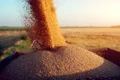 cereale grau agricultura productie agricola foto shutterstock