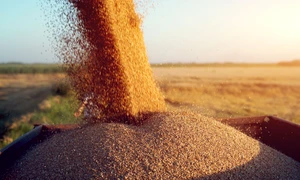 cereale grau agricultura productie agricola foto shutterstock