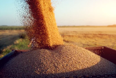 cereale grau agricultura productie agricola foto shutterstock