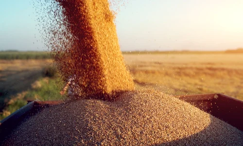 cereale grau agricultura productie agricola foto shutterstock
