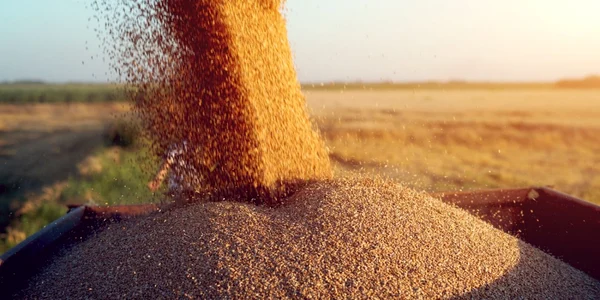 cereale grau agricultura productie agricola foto shutterstock