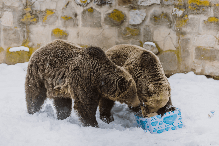 Trei urși de la Grădina Zoologică din Târgu Mureș au forțat gardul. Grădina a fost închisă temporar