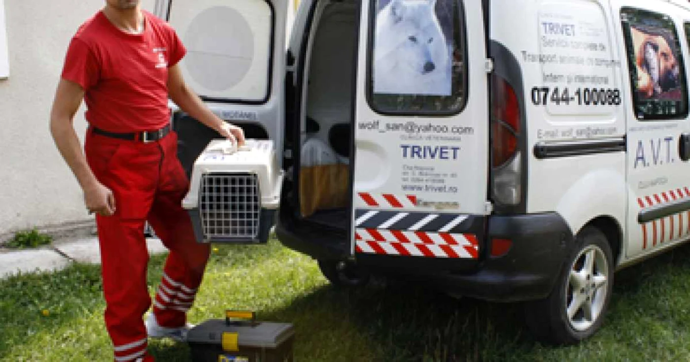 Ţi s-a îmbolnăvit pisica, sună la ambulanţă!