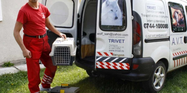 Ţi s-a îmbolnăvit pisica, sună la ambulanţă!