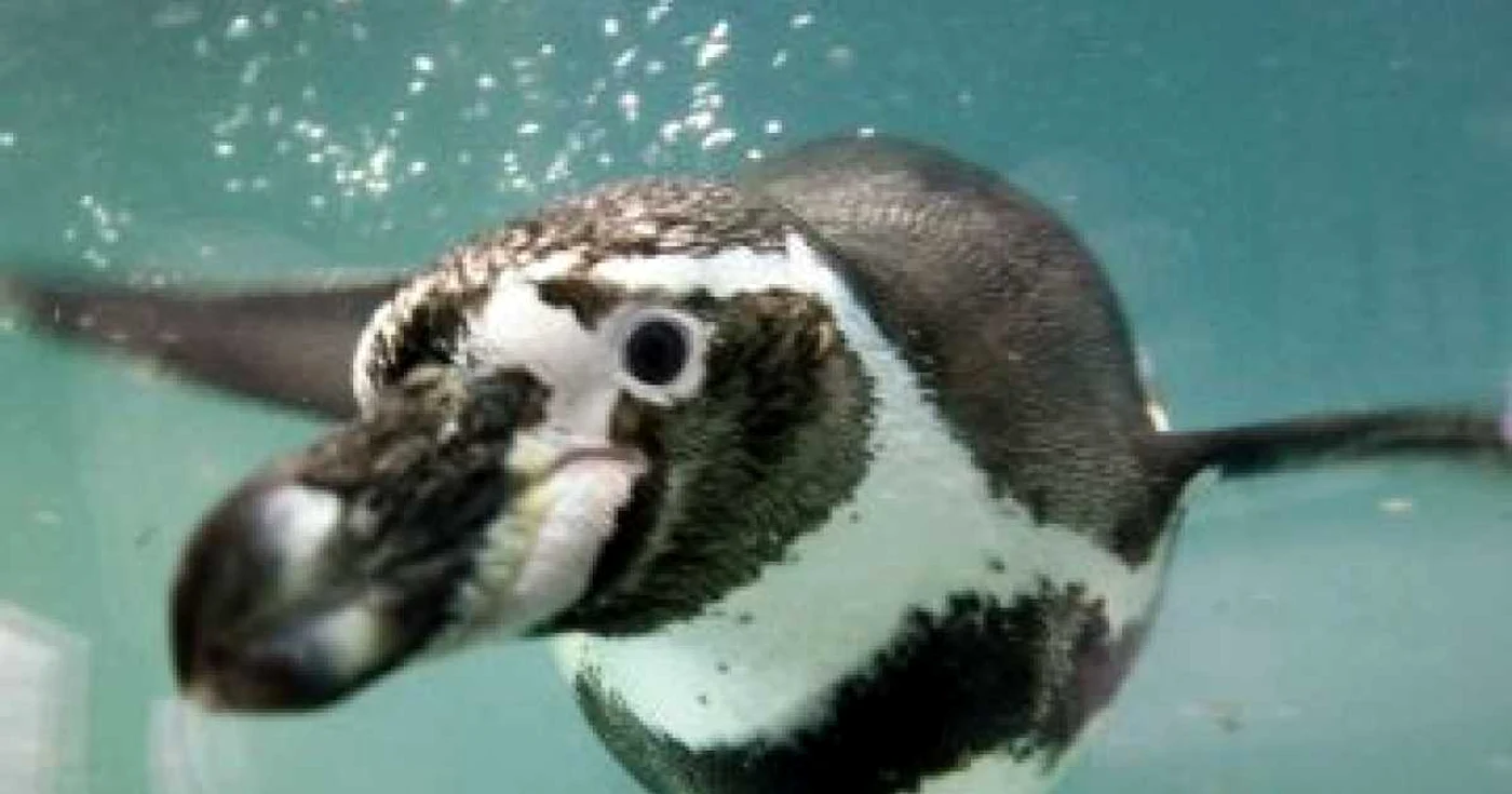 Pinguinul Dirk este acum în siguranță