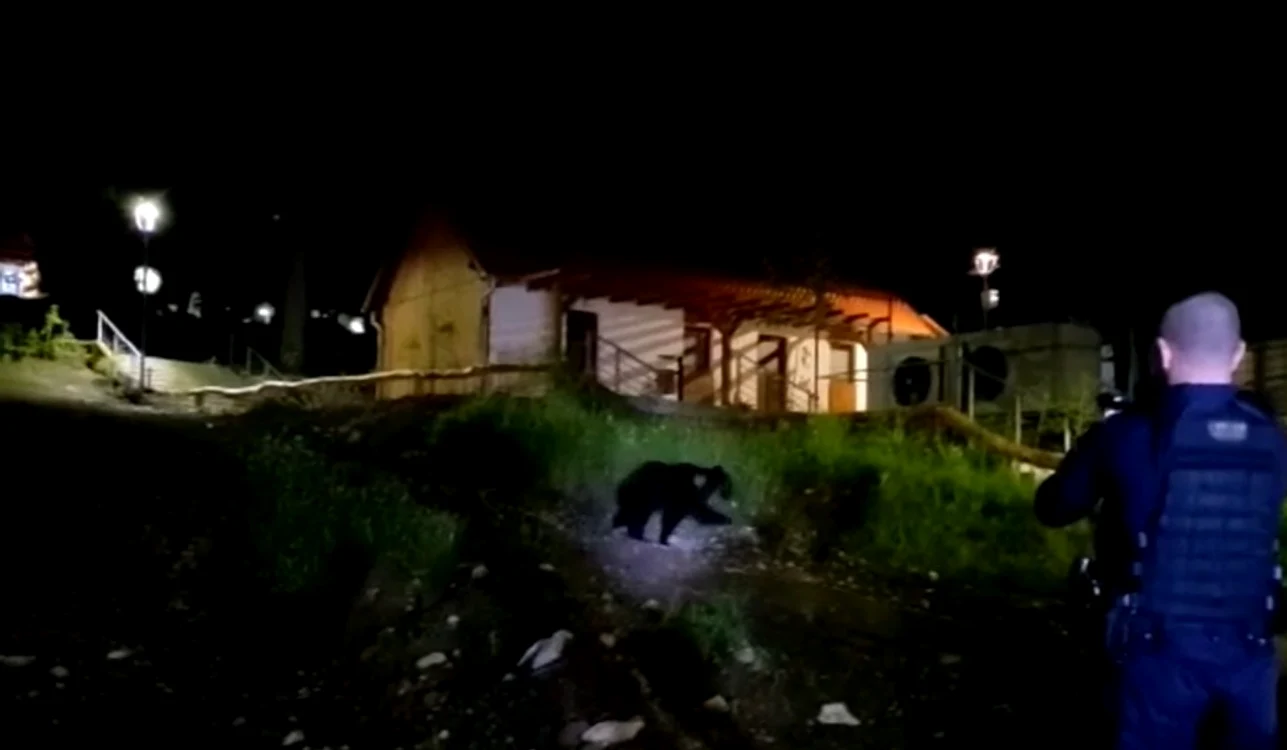 
    Ursul a fost alungat din zonele locuite de catre jandarmiFOTO Jandarmeria  