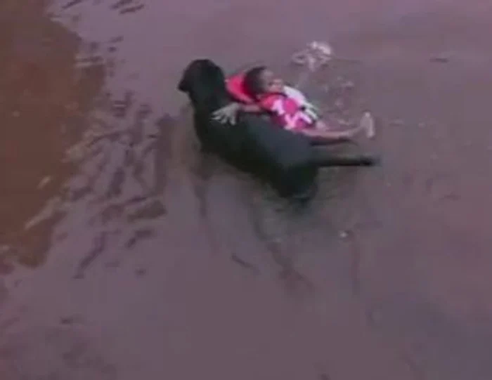 
    Ai sau nu nevoie de ajutor, patrupedul credincios este la datorie  