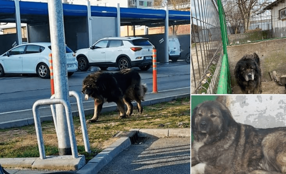 Ciobănești caucazieni capturați pe un bulevard din București cu ajutorul ASPA