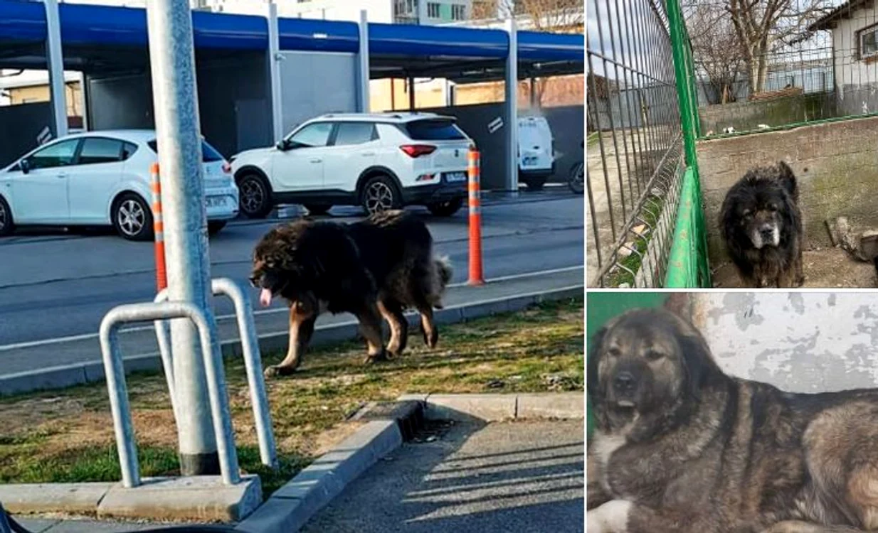Câinii capturați din zona Iuliu Maniu. FOTO ASPA București