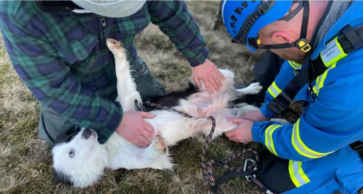 Salvare spectaculoasă în Scoția: un câine a fost readus în siguranță după ce a căzut 30 de metri pe stânci