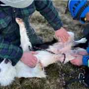 caine salvat dupa cadere jpg