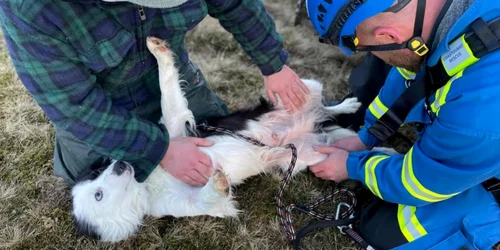 caine salvat dupa cadere jpg